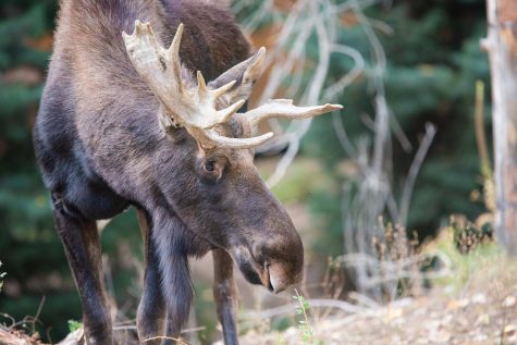 The Native Alaskan Moose