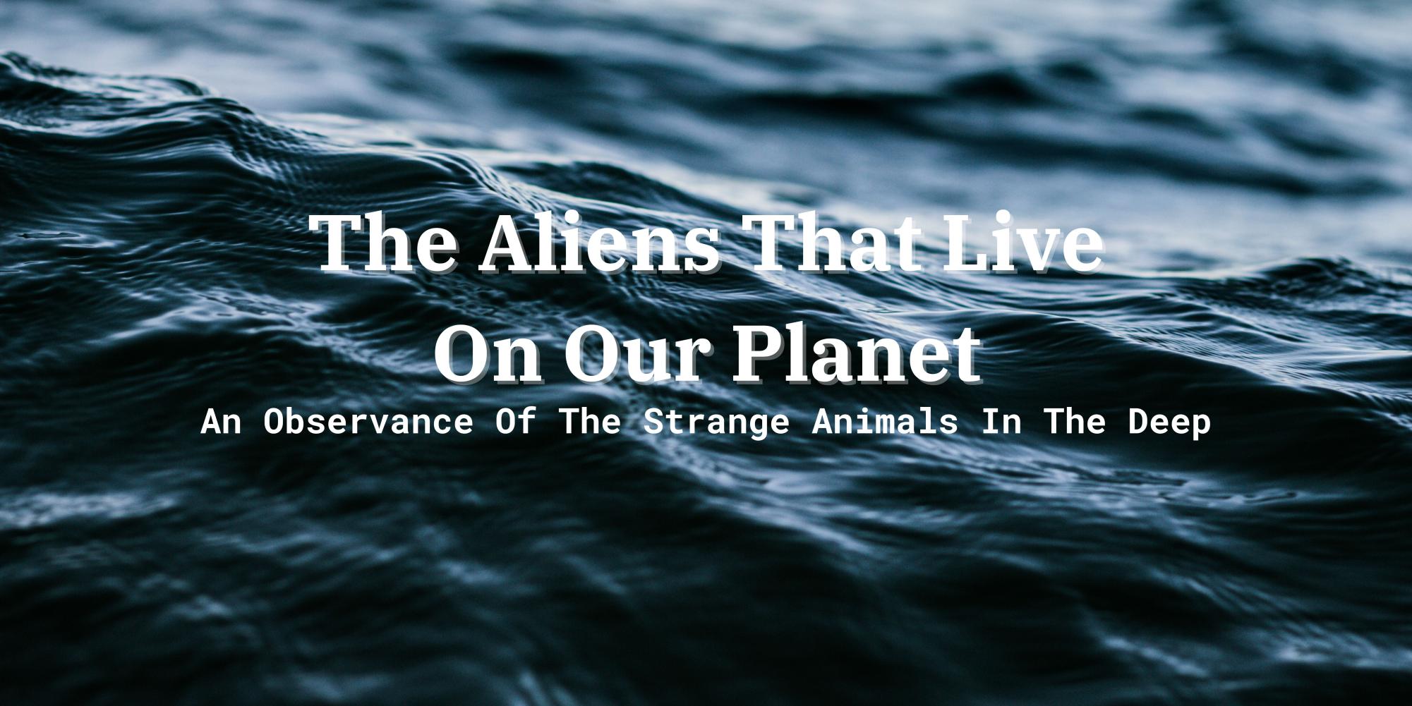 The Aliens That Live On Our Planet - An Observance Of The Strange Animals In The Deep